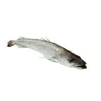 Hake Fish