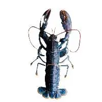 Lobster