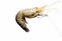 Prawns