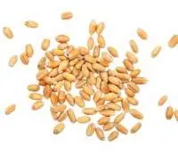 Wheat