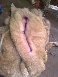 Wet Salted Sheep Skin