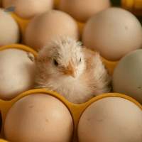 Broiler Hatching Eggs