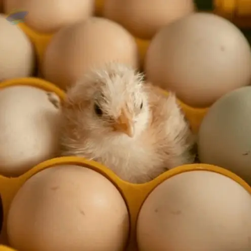 Broiler Hatching Eggs