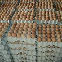 Chicken Table Brown and White Eggs