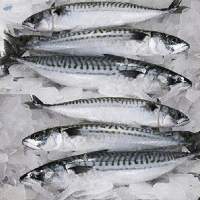 Frozen Mackerel Fish