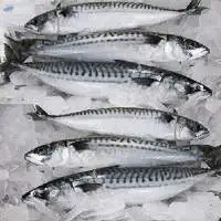 Frozen Mackerel Fish
