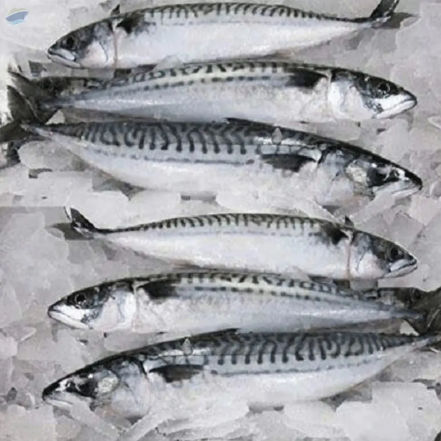 Frozen Mackerel Fish