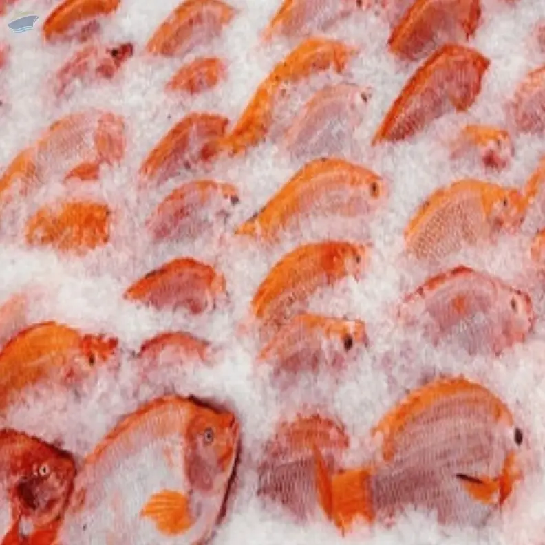 Frozen Red Tilapia Fish