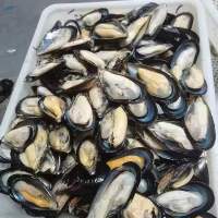 Frozen Shellfish Mussels