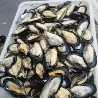 Frozen Shellfish Mussels