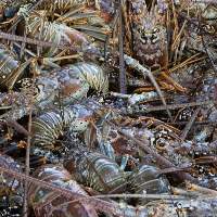 Live and Frozen Lobster