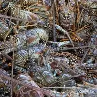 Live and Frozen Lobster