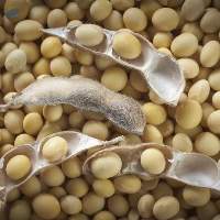 Soybean