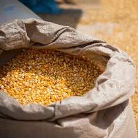 Corn Animal Feed