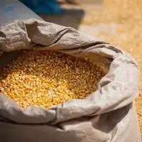 Corn Animal Feed