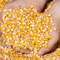 Yellow Corn / White Corn for sale