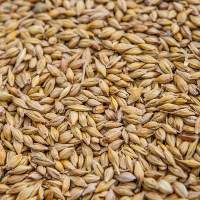 Malted Barley