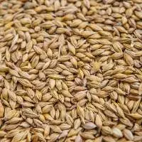 Malted Barley