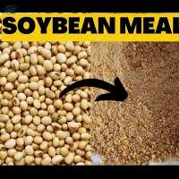 Soybean Meal