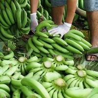 Quality Cavendish Banana