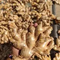 Fresh Ginger
