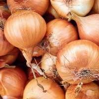 Fresh Yellow Onion