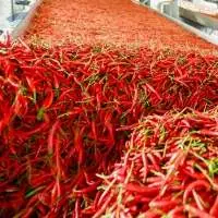 Fresh Red Chilli Pepper