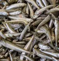 Sand Smelt