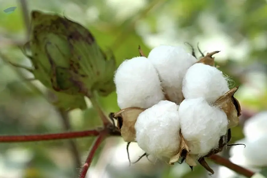 Cotton/Raw Cotton