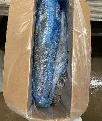 Hake HGT IQF Jumbo Size