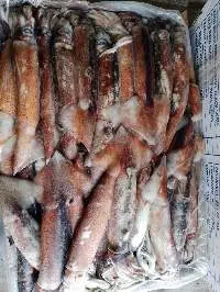 Illex Squid Seafrozen Wholeround