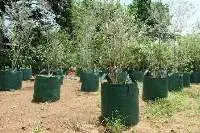 Standard Planter Bag