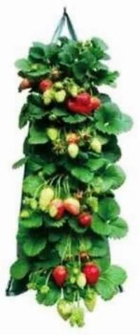 Plant Pouch