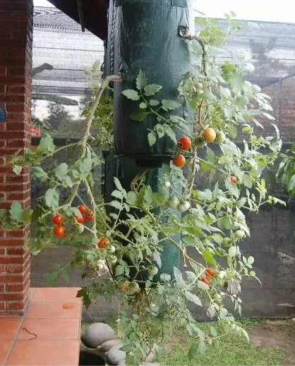 Tomato Planter