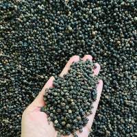 Pepper