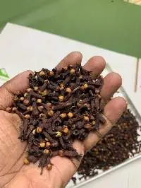 Clove