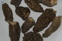 Morel Mushroom