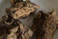 Belladonna roots