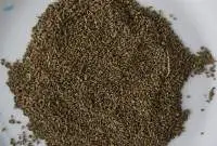 Anise seed