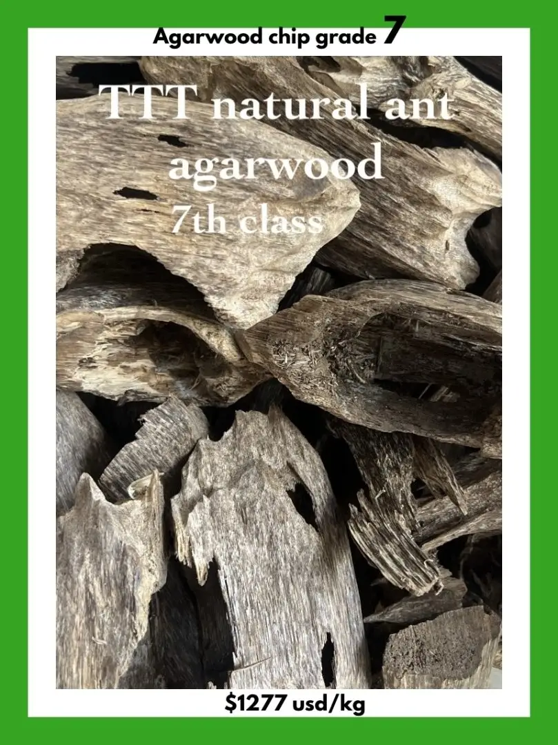 Agarwood Chip Grade 7 by TTT Biological Agarwood Jsc. Supplier from