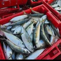 Frozen Indian Mackerel fish