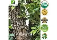 Amyris Oil