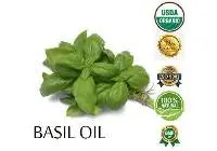 Basil Oil