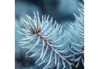 Blue Spruce Oil