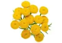 Blue Tansy Oil