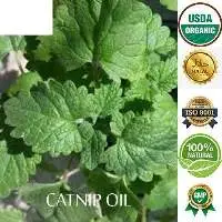 Catnip Oil Lemon Type