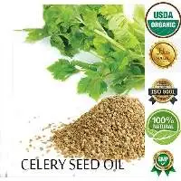 Celery Seed Oil