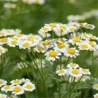 Chamomile Oil Yellow