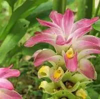 Curcuma Zedoaria Oil