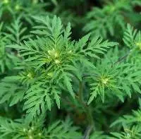 Davana Oil